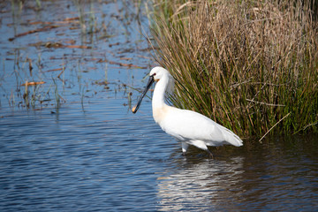 Eurasian Spoonbill in marshes the Weerribben the Netherlands.