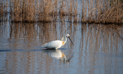 Eurasian Spoonbill in marshes the Weerribben the Netherlands.