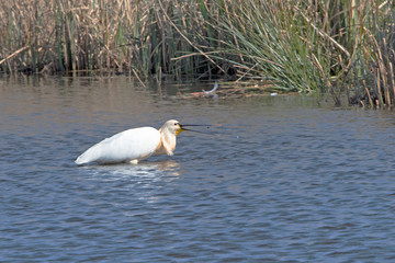 Eurasian Spoonbill in marshes the Weerribben the Netherlands.