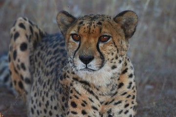 Gepard (Acinonyx jubatus)