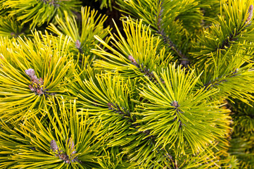 pinus mugo, known as creeping pine, dwarf mountainpine, mugo pine, mountain pine, scrub mountain pine or swiss mountain pine