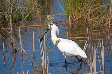 Eurasian Spoonbill in marshes the Weerribben the Netherlands.