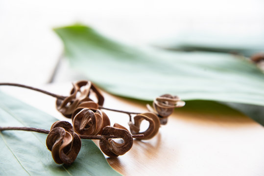 Close Up Acacia Mangium.