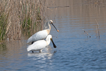 Eurasian Spoonbill in marshes the Weerribben the Netherlands.