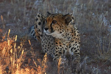 Gepard (Acinonyx jubatus)