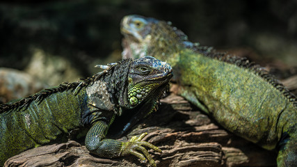 Green Iguana Lizard