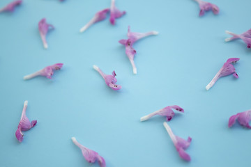 Beautiful turquoise blue background with tropical pink colors, top view, flat lay, frame. Creative spring layout, banner template.