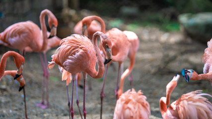 A Flock Of Flamingos 