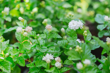 Jasmine flowers in a garden
