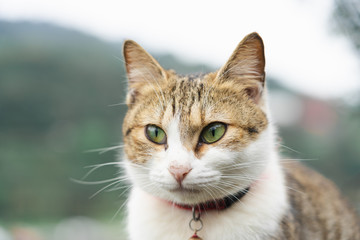 Portrait Cute cat sitting in front of the house Is a cute pet and good habits