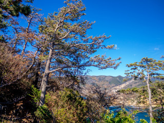 Obraz premium 【伊豆半島ジオパーク】春の黄金崎【松林】