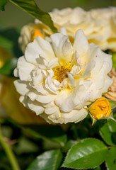 Yellow Rose on the Branch in the Garden