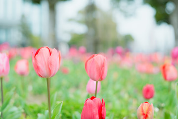 Fototapeta premium Colorful tulips in the flower garden,Tulip field.