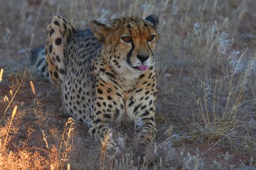 Gepard (Acinonyx jubatus)