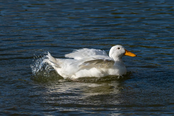 White Aylesbury duck (also known as Pekin or Long Island Duck) preening feathers and splashing water