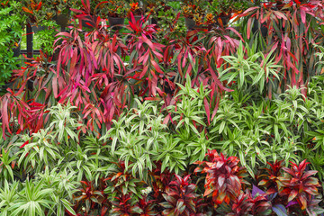 Beautiful nature background of vertical garden with tropical green leaf