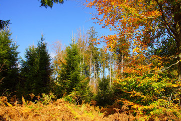 bunter Laubwald und grüne Nadelbäume im Oktober
