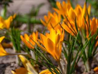 Close-up of yellow crocuses in the garden. First spring flowers crocuses bloom in garden in sunny day - Kyiv, Ukraine, Europe.