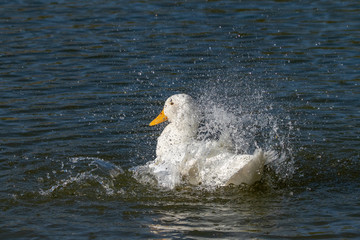 White Aylesbury duck (also known as Pekin or Long Island Duck) preening feathers and splashing water