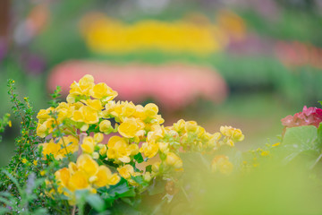 Obraz premium Begonia flowers texture full blooming in garden,Begonia tuberhybrida