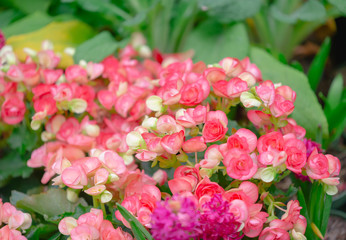 Begonia flowers texture full blooming in garden,Begonia tuberhybrida