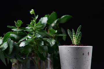 Close up of tiny succulents in DIY concrete pots. the concept of home comfort