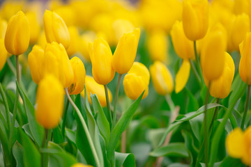 Obraz premium Colorful tulips in the flower garden,Tulip field.
