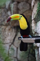 Toucan