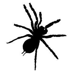 Tarantula spider silhouette