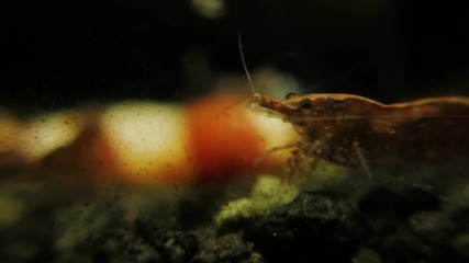 Pandalus Photos Royalty Free Images Graphics Vectors Videos Adobe Stock