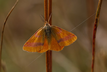 Obraz premium Ampfer-Purpurspanner