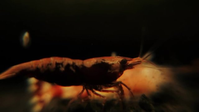 Close up shot of a red shrimp, lobster in a tank, waiting to be served in a restaurant