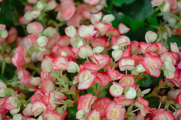 Begonia flowers texture full blooming in garden,Begonia tuberhybrida