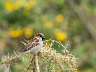 Male House Sparrow, Passer domesticus