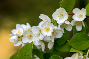 Obraz na płótnie Canvas Beautiful blossoming branch of jasmine in garden