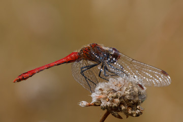 Blutrote Heidelibelle