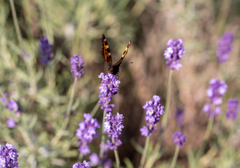 Colorful Butterfly on the blooming lavender flowers