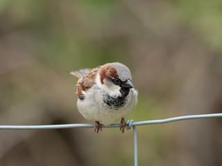 Male House Sparrow, Passer domesticus