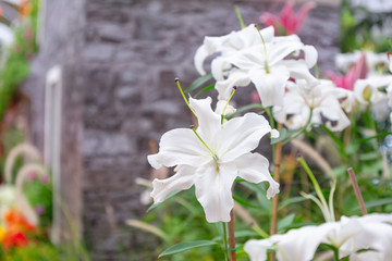White Lilly in the garden,Lily joop flowers,Lilium oriental joop.
