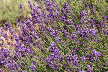Fototapeta premium the blooming lavender flowers in Provence, near Sault, France