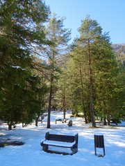 Un bosco nelle alpi Italiane dopo una Nevicata