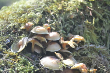 Mushrooms