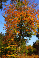 bunt gef&auml;rbte Rotbuche im Herbst auf einer Lichtung im Wald