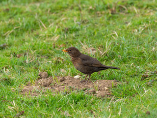 Female Blackbird feeding on the ground