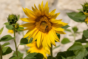 Blooming sunflowers against the background of a limestone wall