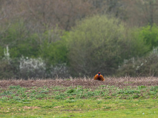 Male Pheasant in a Field