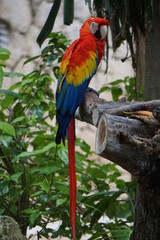 Macaw portrait