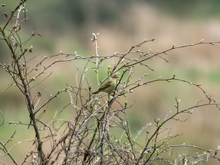 Chiffchaff in a Bush.