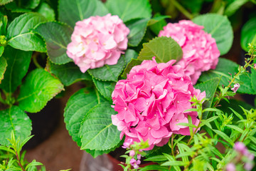 Hydrangea or hortensia flower, blooming in spring and summer.