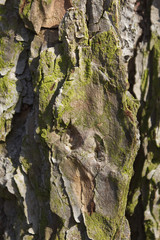 old wood texture and Lichen on hackmatack larch bark